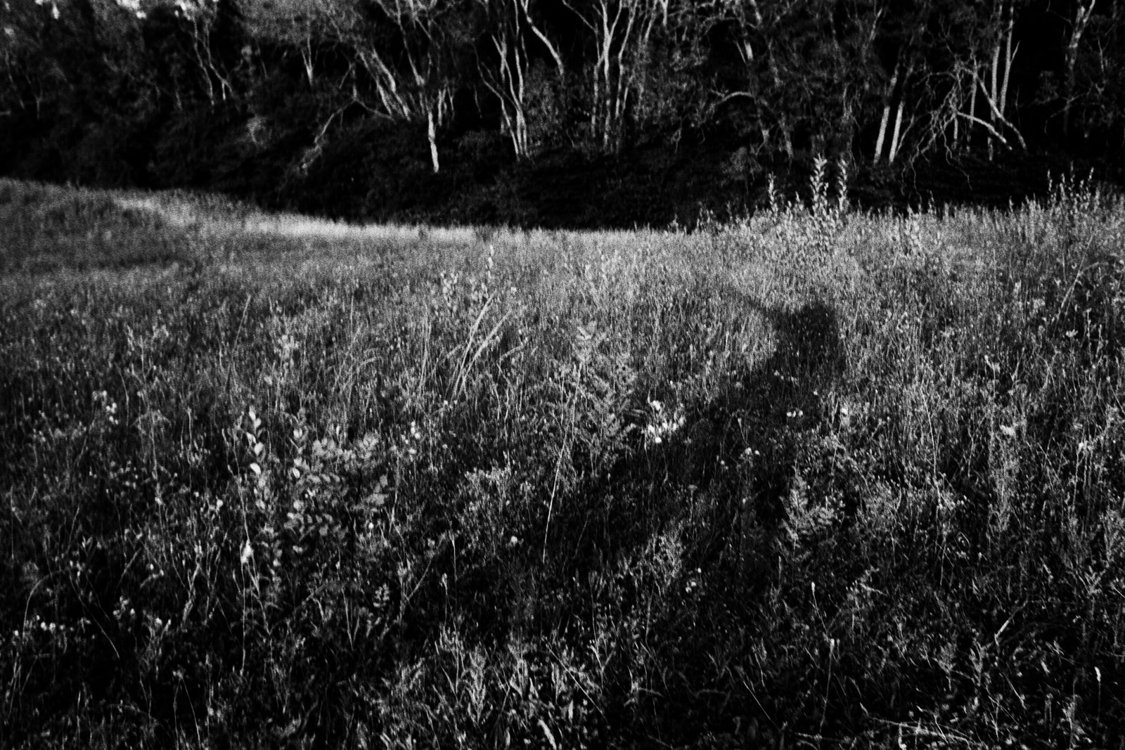 jul26fp4 2